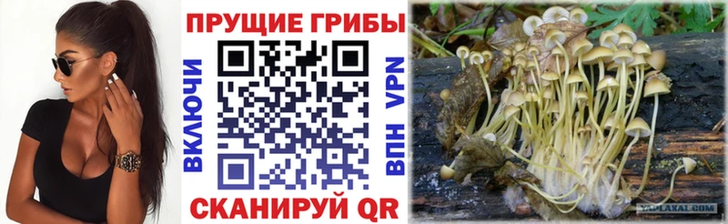 Галлюциногенные грибы Psilocybine cubensis  купить наркоту  Бирск 